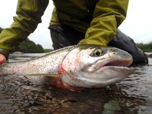 Alaska Copper River Lodge Rainbow Trout