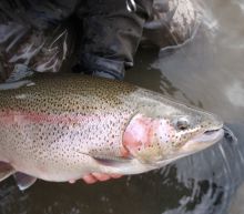 Trophy Alaska Trout Fly Fishing
