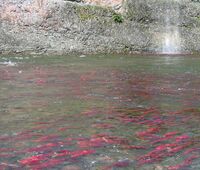 Alaska Fly Fishing