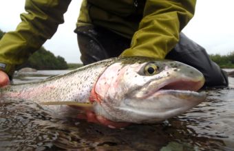 Alaska Copper River Lodge Rainbow Trout