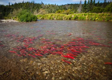 Red Gold: The Pebble Mine Debate. Bristol Bay, AK