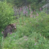 Alaska fishing lodge