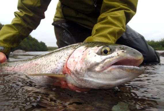 Alaska Copper River Lodge Rainbow Trout