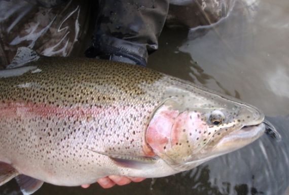 Trophy Alaska Trout Fly Fishing